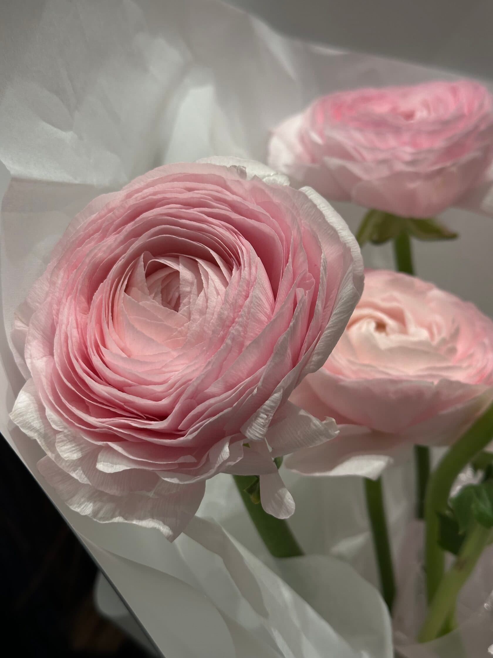 Монобукет ранункулюсов миниатюра 2