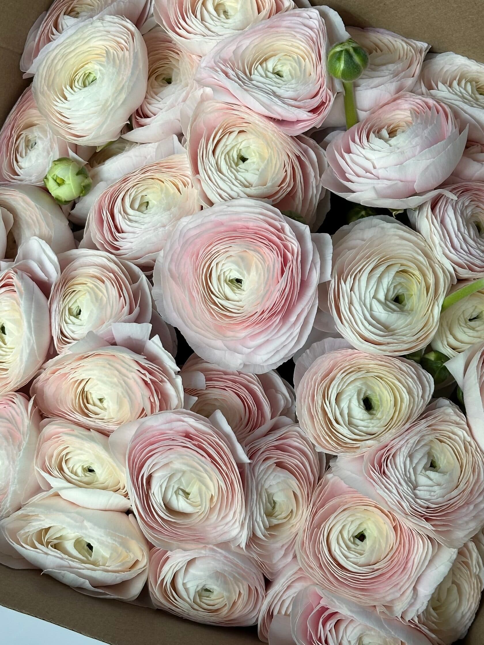 Роскошный ранункулюс